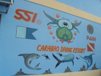 Carabao Travel - Services