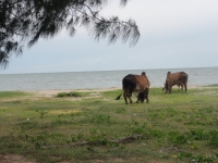 หาดเจ้าสำราญ - Attractions