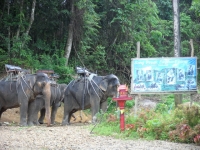 Chok Elephant Trekking - Attractions