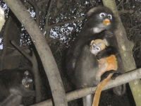 Langur Monkeys - Attractions