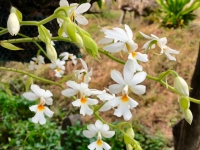 Orchid Garden - Attractions