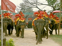 Elephant Camp - Services