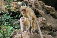 Wat Tham Suwan Kuha - Attractions