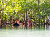 Mangroves of Koh Hong - Attractions
