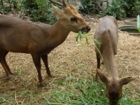 Khao Nang Phanthurat Forest Park - Attractions