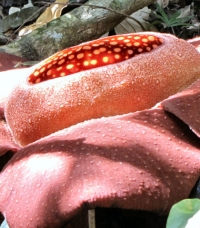 Rafflesia Trekking - Attractions