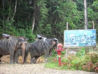Song Preak Elephant Camp - Services