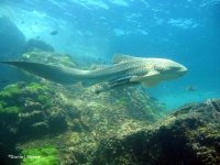 Hin Mu Sang Shark Point - Attractions