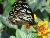 Butterfly Garden - Attractions