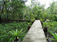 Mangrove Nature Trail - Attractions