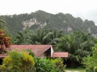 Khaosok Palm View - Accommodation