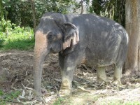 Unseen Khaosok Elephant Park - Services