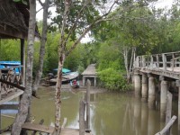Mangrove Forest Park - Attractions