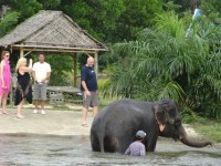 Elephant Bathing - Attractions