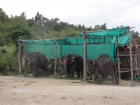 Elephant Camp - Services