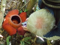 Rafflesia in Khok Kloi - Attractions