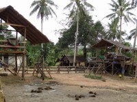 Sairung Elephants Camp - Services