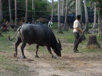 Buffalo Fighting Samui - Attractions