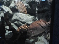 Phuket Aquarium - Attractions
