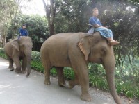 Golden Triangle Asian Elephant Foundation - Attractions