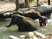 Phang Nga Elephant Park - Attractions