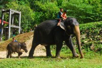 Baby Elephant Homestay - Accommodation