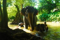 Baby Elephant Camp Bo Saen - Attractions